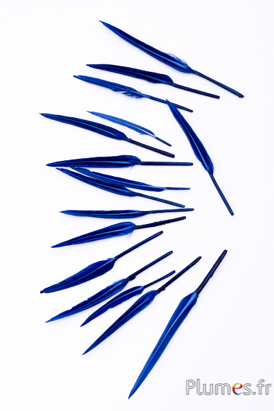 Oie Lame - 5-8 cm - bleu